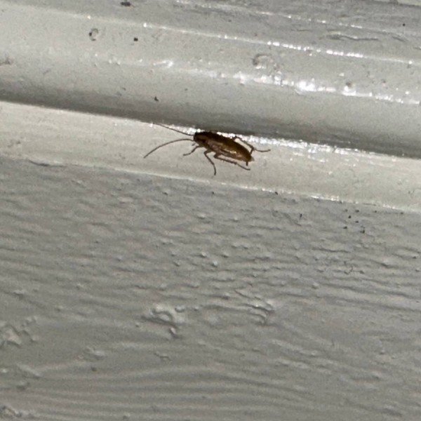 Cockroach Elimination Service