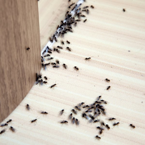 Preventative pest proofing measures