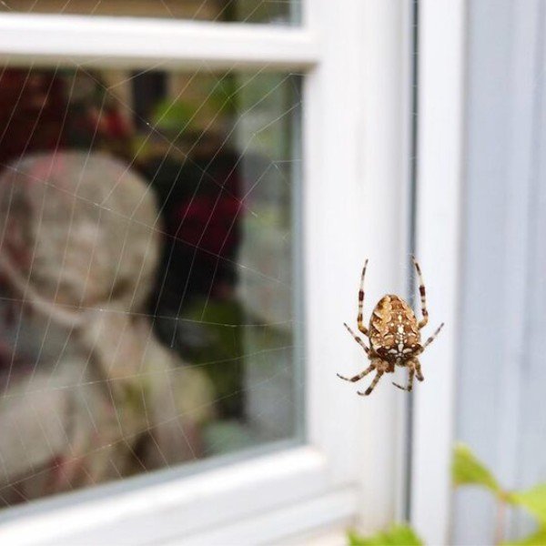 Moth and Textile Pest Control